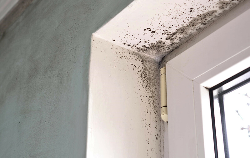 https://bonjour.leocare.eu/fr/wp-content/uploads/2021/01/assurance-habitation-champignons.jpg