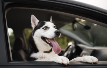 chien dans une voiture
