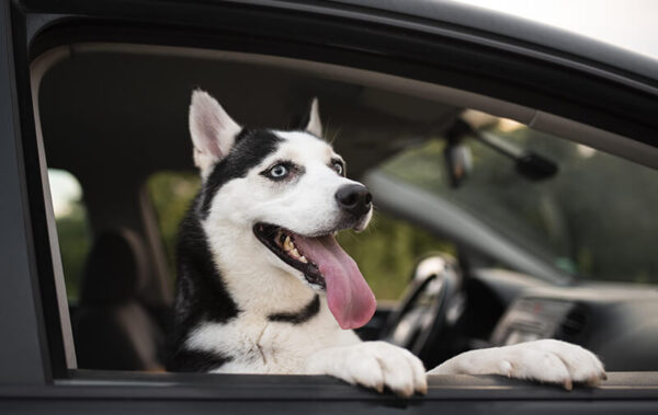 chien dans une voiture