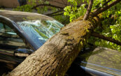 arbre voiture