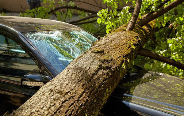 arbre voiture