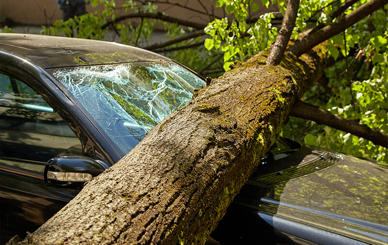 arbre voiture
